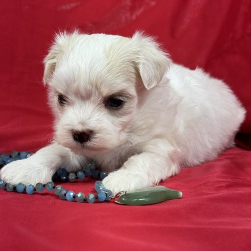 Bobby, mâle bichon maltais nain lof #5