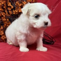 Bobby, mâle bichon maltais nain lof #2