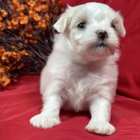 Bobby, mâle bichon maltais nain lof #3