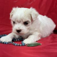 Bobby, mâle bichon maltais nain lof #5