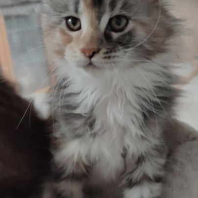 Chatonne maine coon loof #1