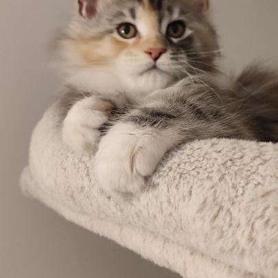 Chatonne maine coon loof #2