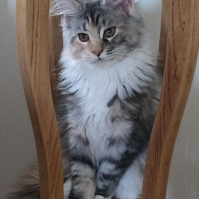 Chatonne maine coon loof #3