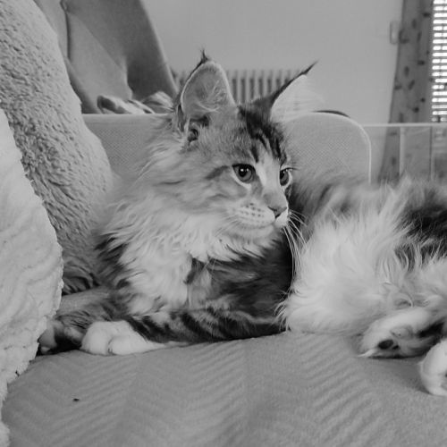 Chatonne maine coon loof