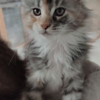 Chatonne maine coon loof #1