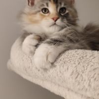 Chatonne maine coon loof #2