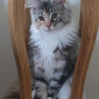 Chatonne maine coon loof #3