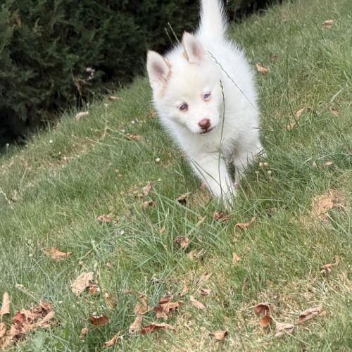 Pomsky. #2