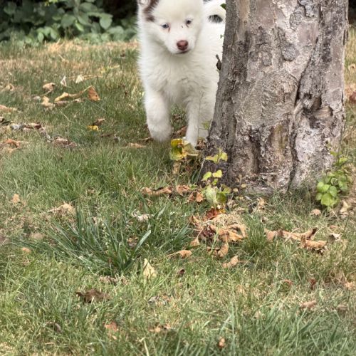 Pomsky. #3