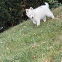 Pomsky. #1
