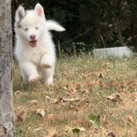 Pomsky.