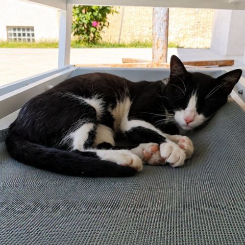Chat gaston #0