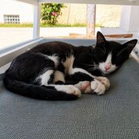 Chat gaston