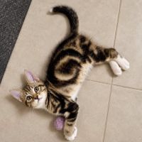 Chaton tokyo