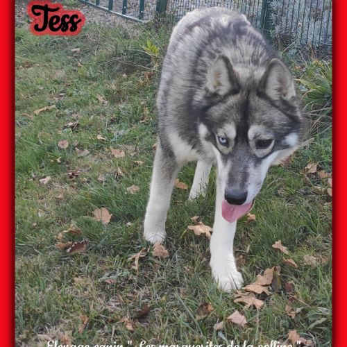 Femelle husky de sibérie lof à vendre #0