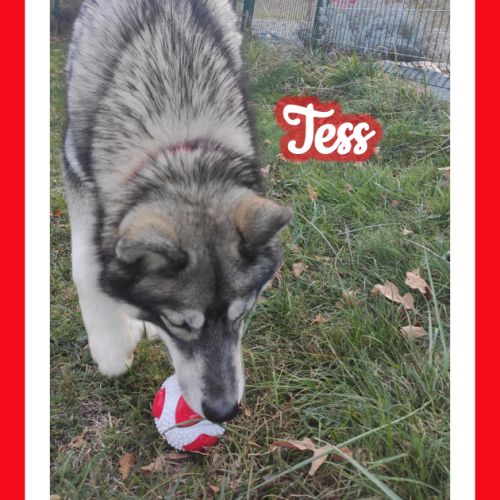 Femelle husky de sibérie lof à vendre #2