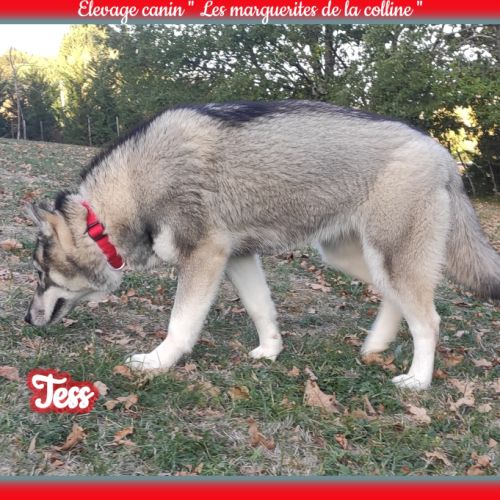 Femelle husky de sibérie lof à vendre #3