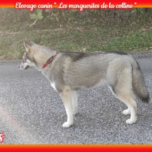 Femelle husky de sibérie lof à vendre #4
