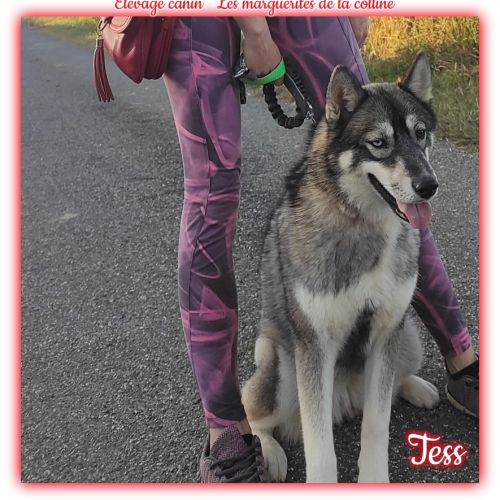 Femelle husky de sibérie lof à vendre #5