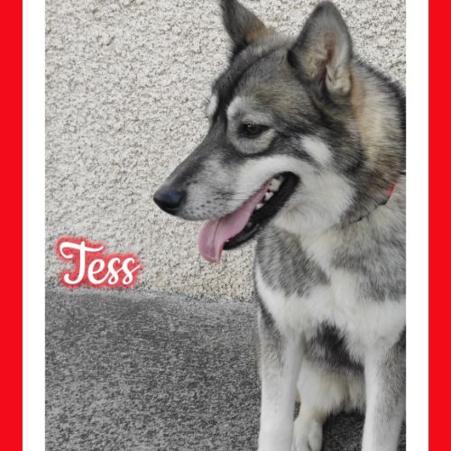 Femelle husky de sibérie lof à vendre #6