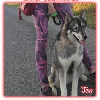 Femelle husky de sibérie lof à vendre #5