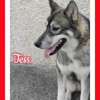 Femelle husky de sibérie lof à vendre #6