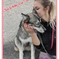 Femelle husky de sibérie lof à vendre #7
