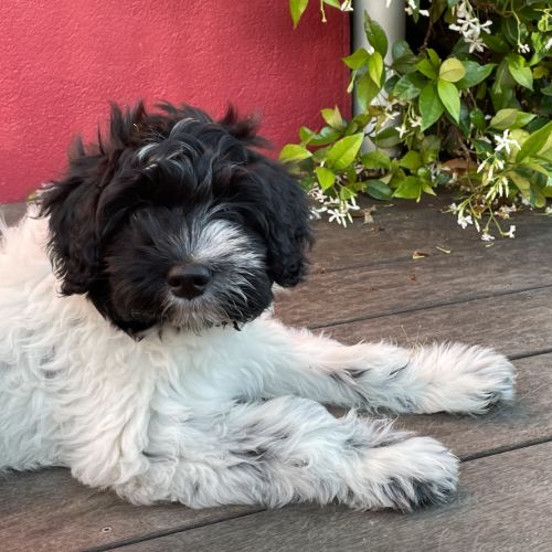 Chiots schapendoes lof - berger néerlandais #1