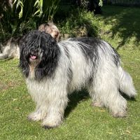 Chiots schapendoes lof - berger néerlandais