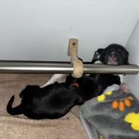 Chiots schapendoes lof - berger néerlandais #3