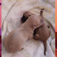 A réserver magnifique chiot femelle croisé