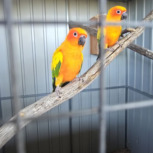 Conure du soleil #1