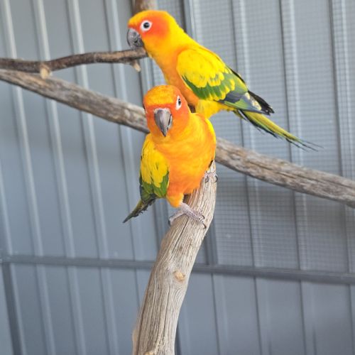 Conure du soleil #3