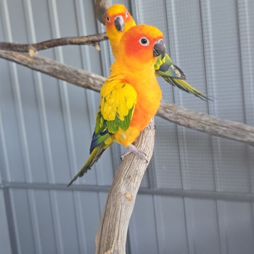 Conure du soleil #4