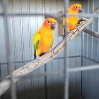 Conure du soleil #1