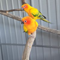 Conure du soleil