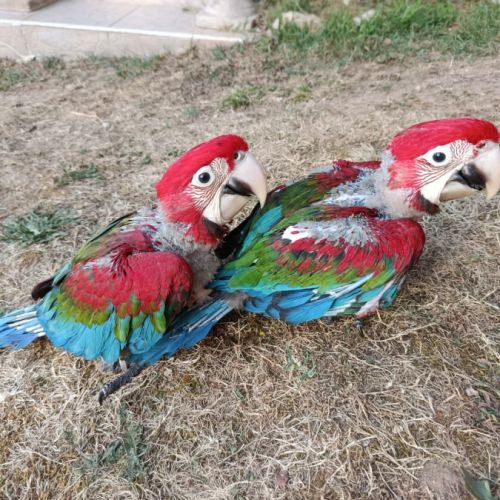 Perroquet ara rouge chloroptère #2