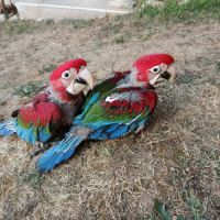 Perroquet ara rouge chloroptère