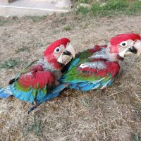 Perroquet ara rouge chloroptère #2