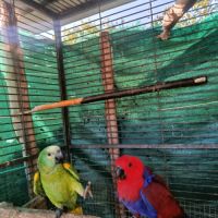 Perroquet eclectus #1