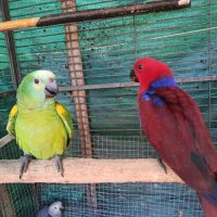Perroquet eclectus