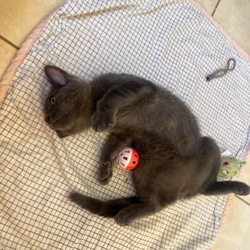 Poupie, adorable chaton à l'adoption #1