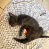 Poupie, adorable chaton à l'adoption #1