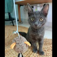 Poupie, adorable chaton à l'adoption