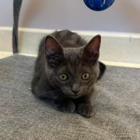 Poupie, adorable chaton à l'adoption #3