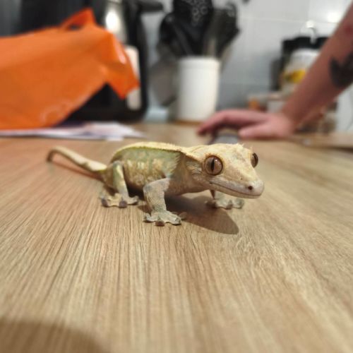 Vend terrarium complet avec gecko à crête