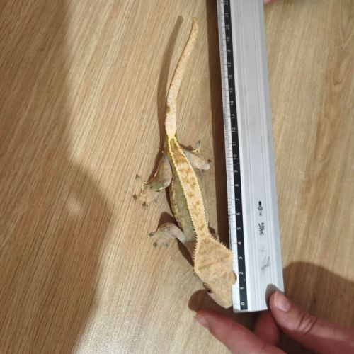 Vend terrarium complet avec gecko à crête #2