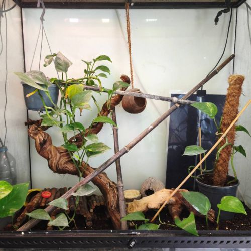 Vend terrarium complet avec gecko à crête #3