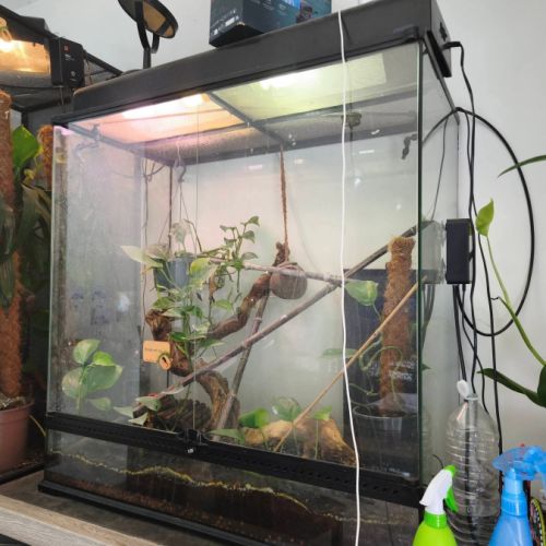 Vend terrarium complet avec gecko à crête #4