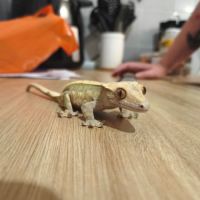 Vend terrarium complet avec gecko à crête #0